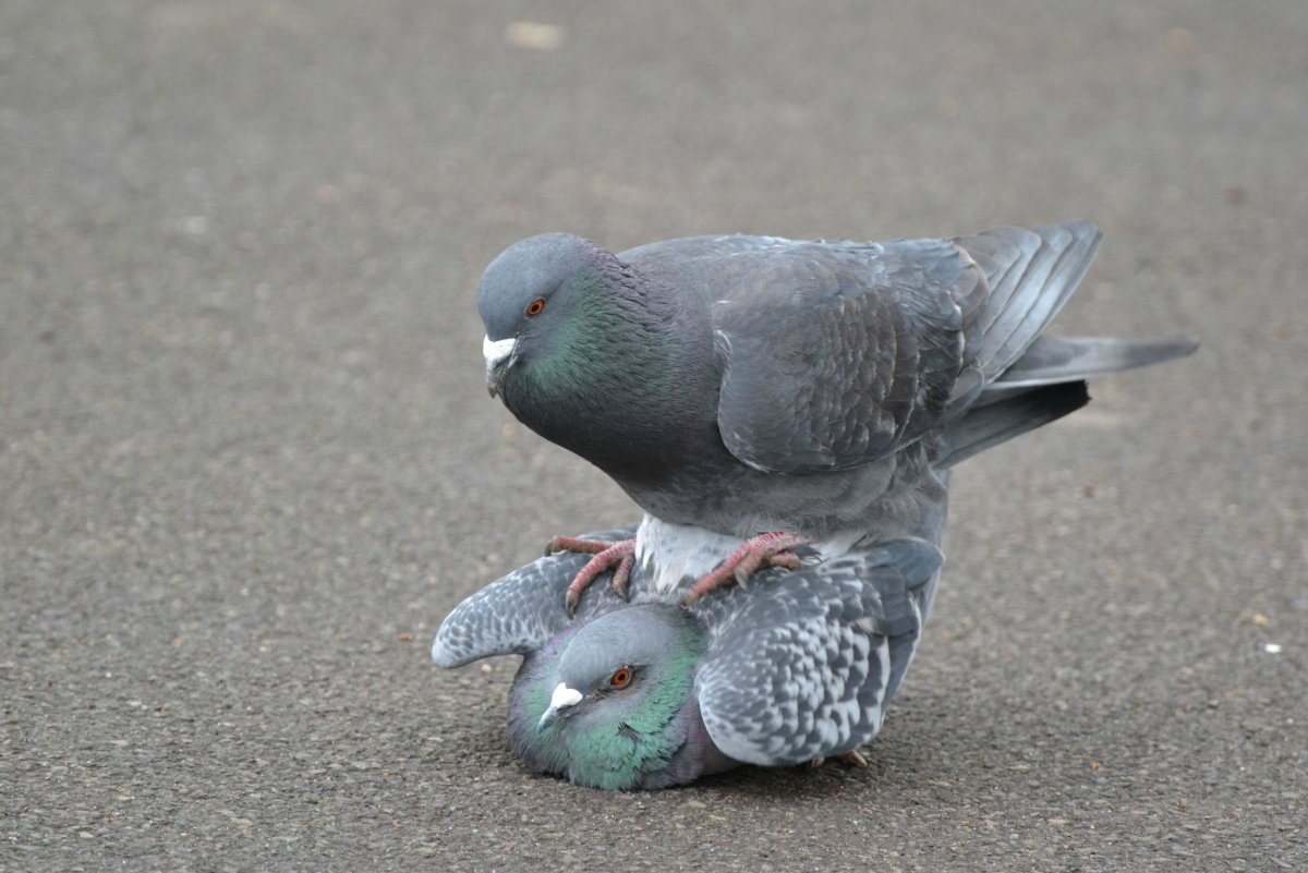 Милый голубь