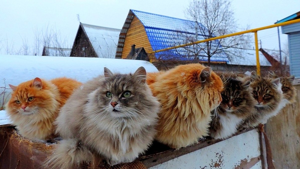 Волк фото рисунок живые