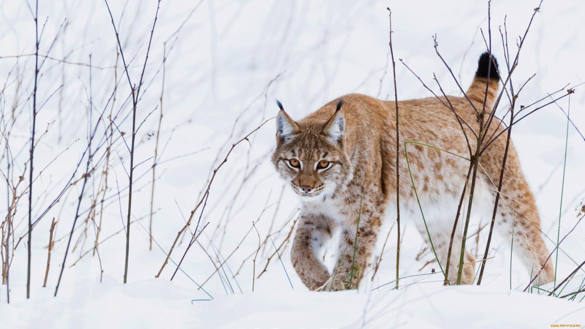 Обыкновенная (Евразийская) Рысь