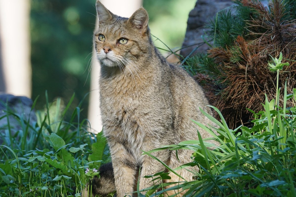 Шотландская Лесная кошка