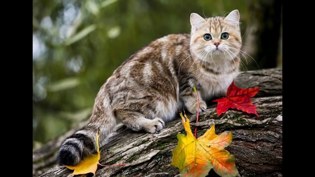 Сибирская кошка