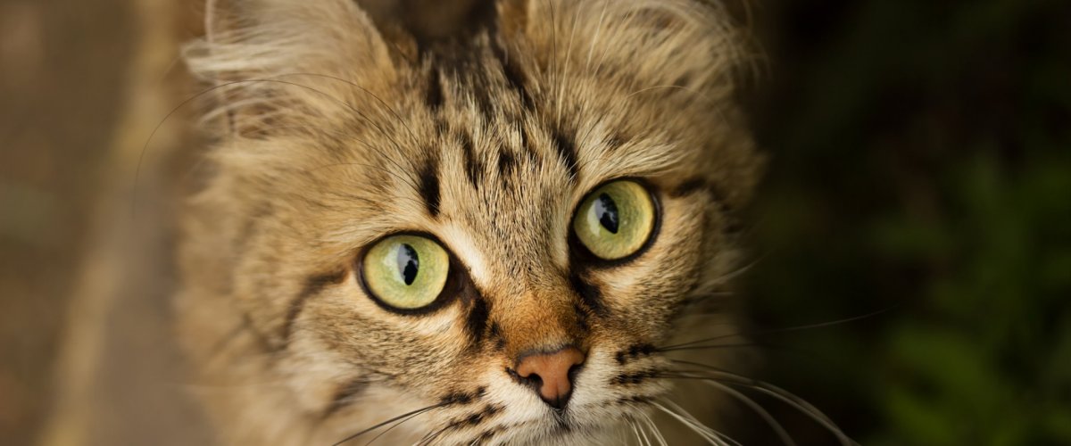 Европейский Лесной кот камышовый