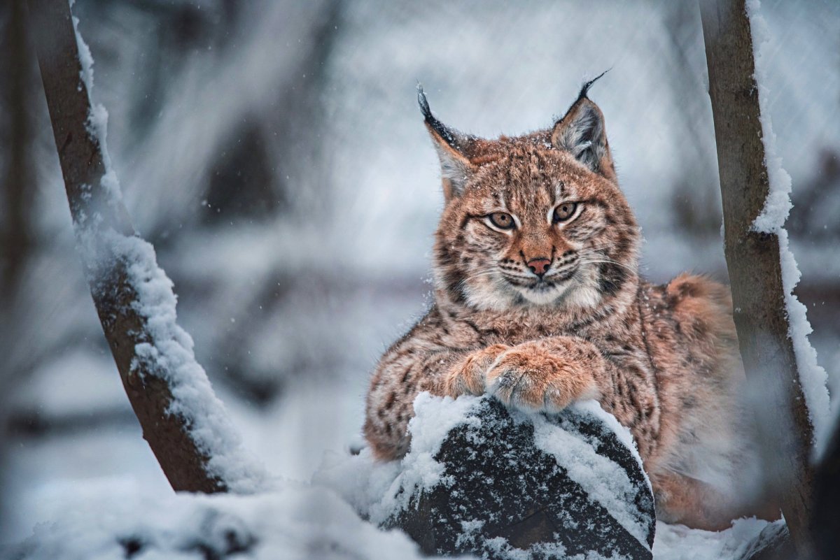Рысь обыкновенная Lynx Lynx Linnaeus, 1758