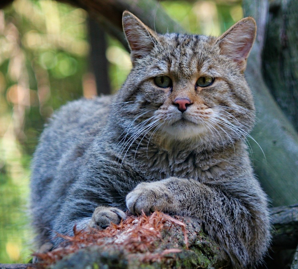 Кавказская Лесная кошка Felis Silvestris Caucasica