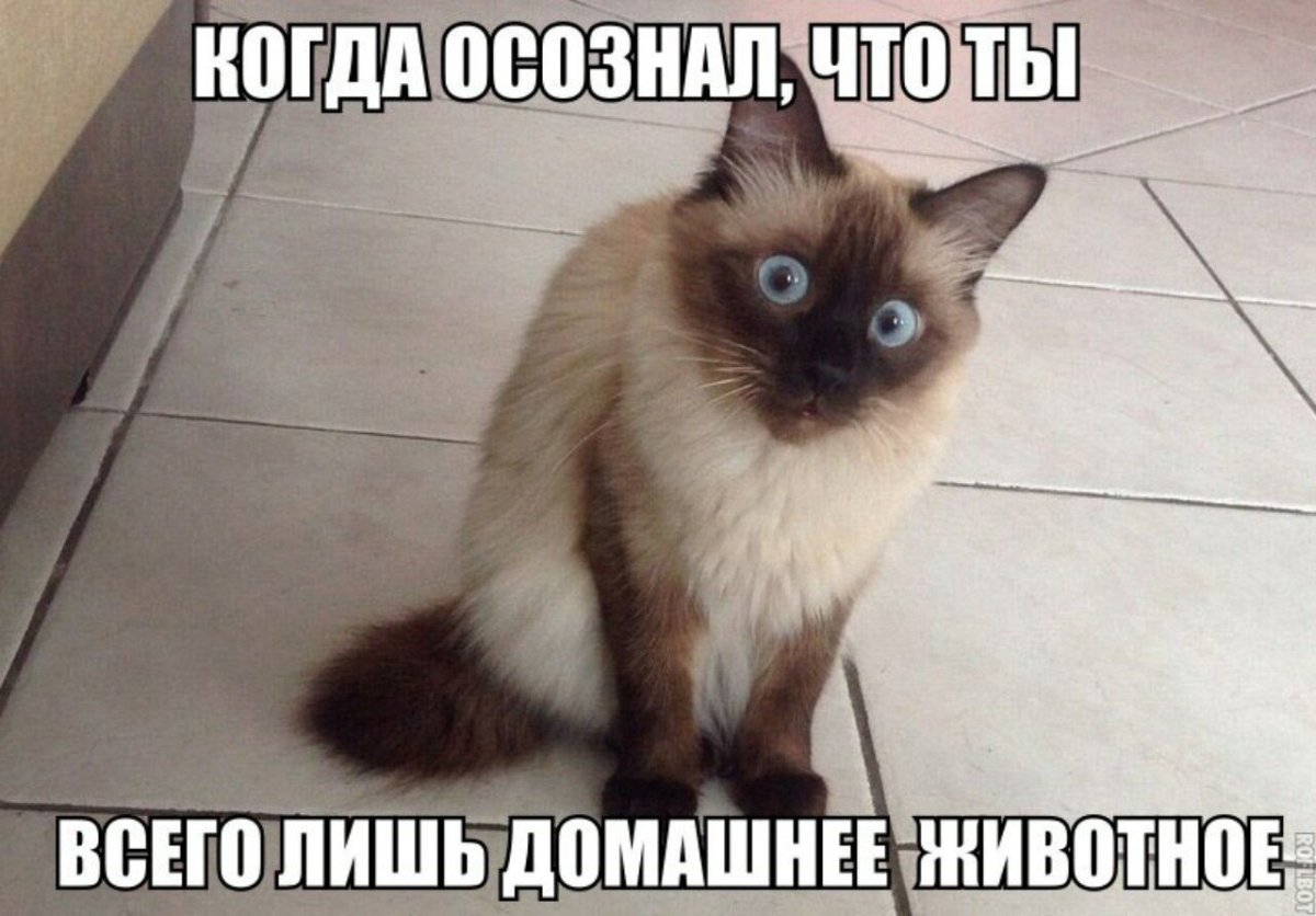 Шотландская Дикая Лесная кошка