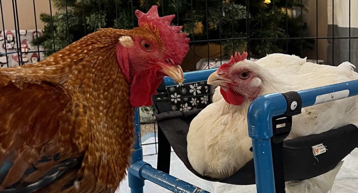 Горный петух