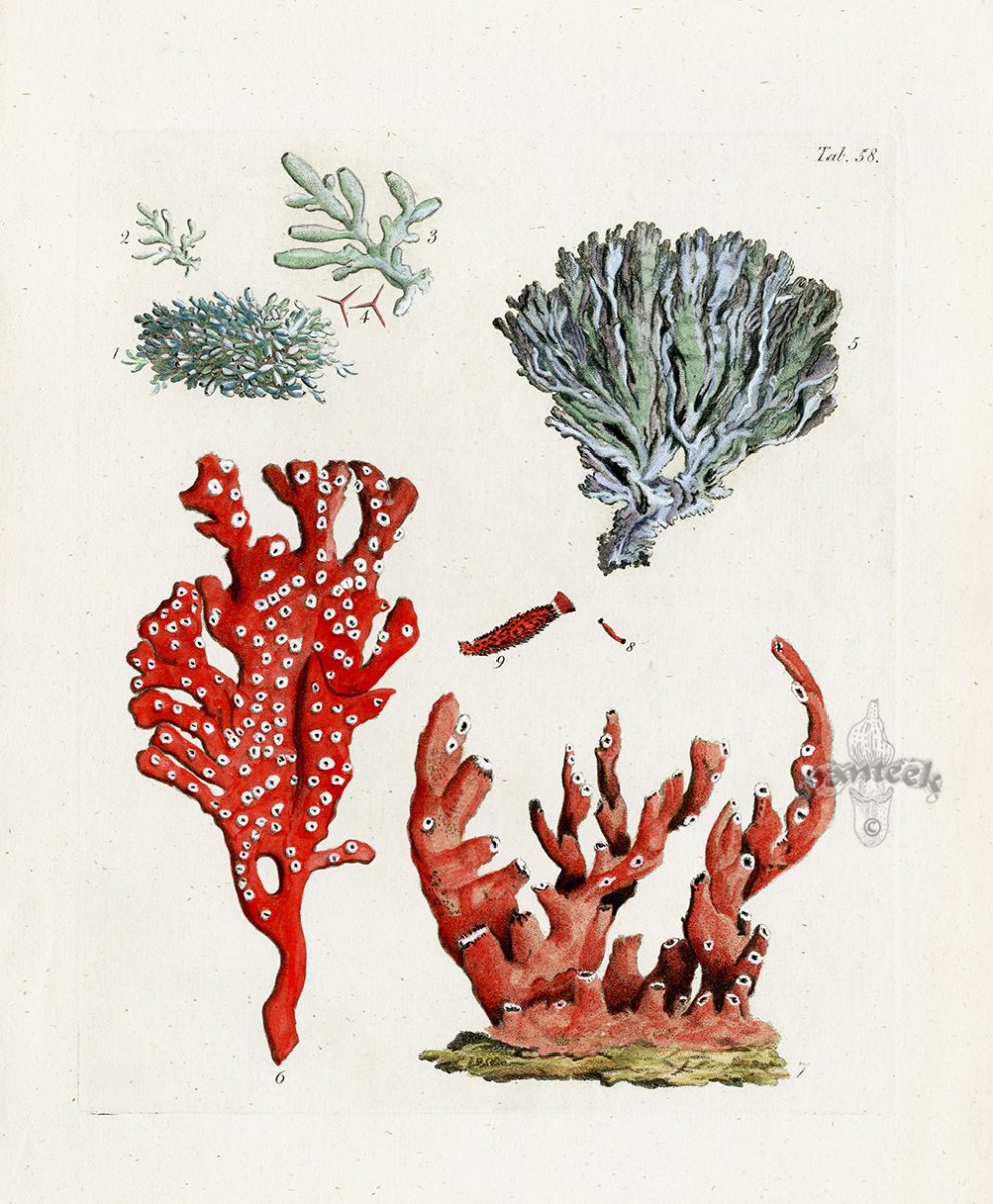 Брошь из бисера петух