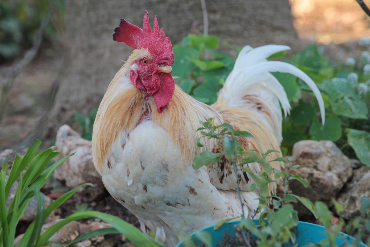 Гибискус Bantam Rooster