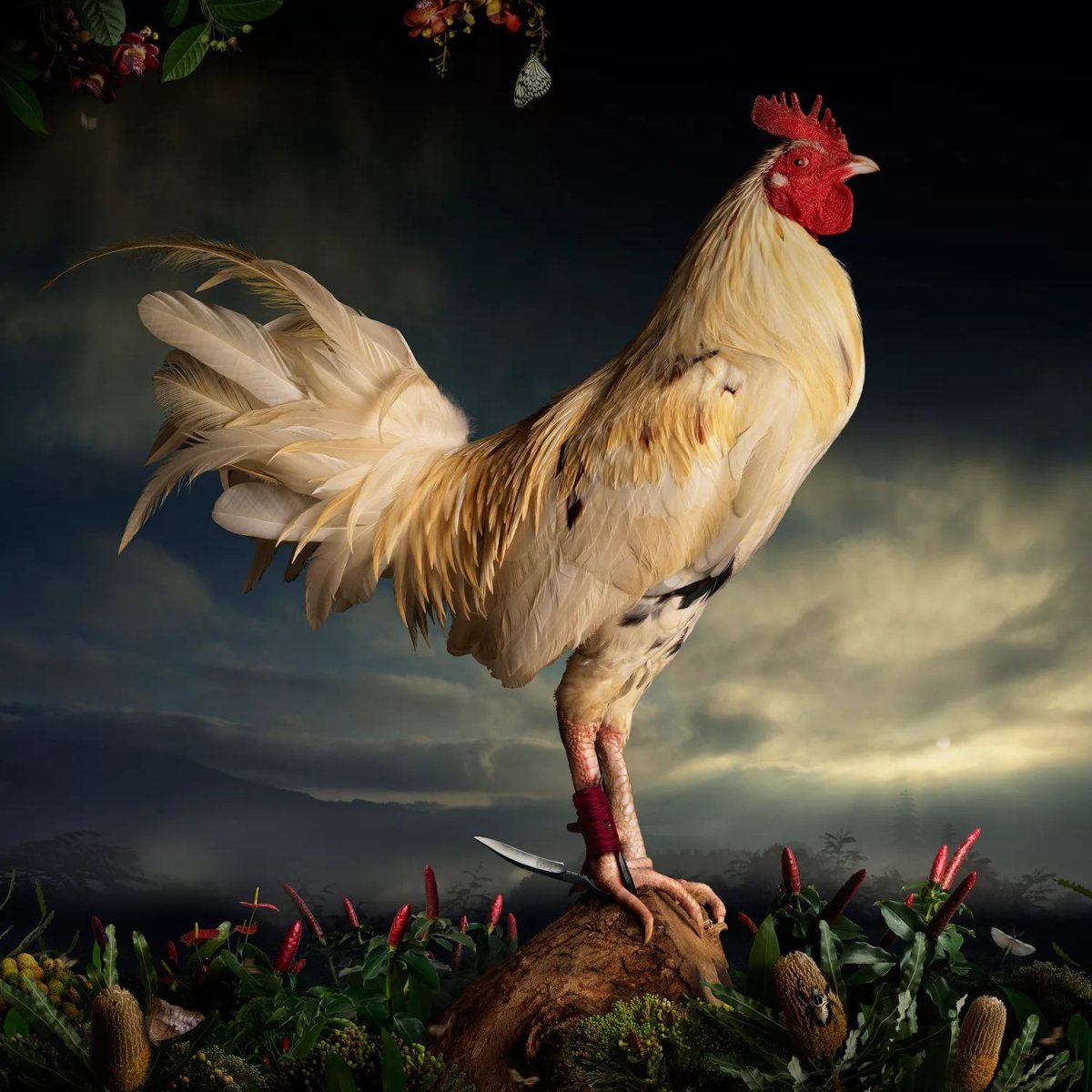 Петух коралл