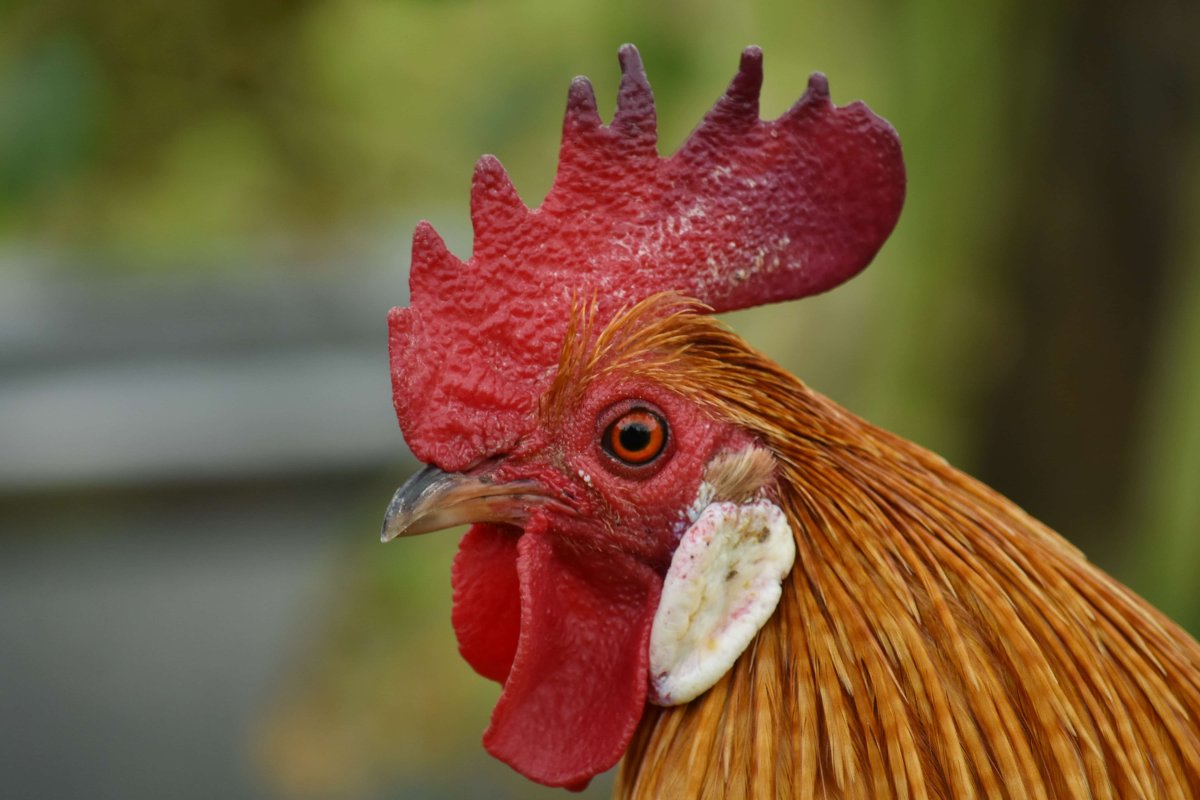 Петух коралл