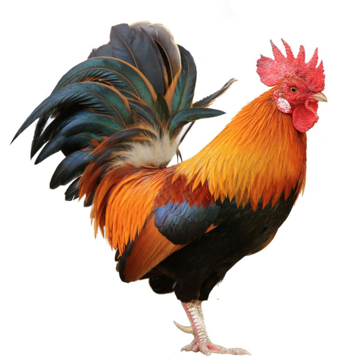 Подставка под горячее петух