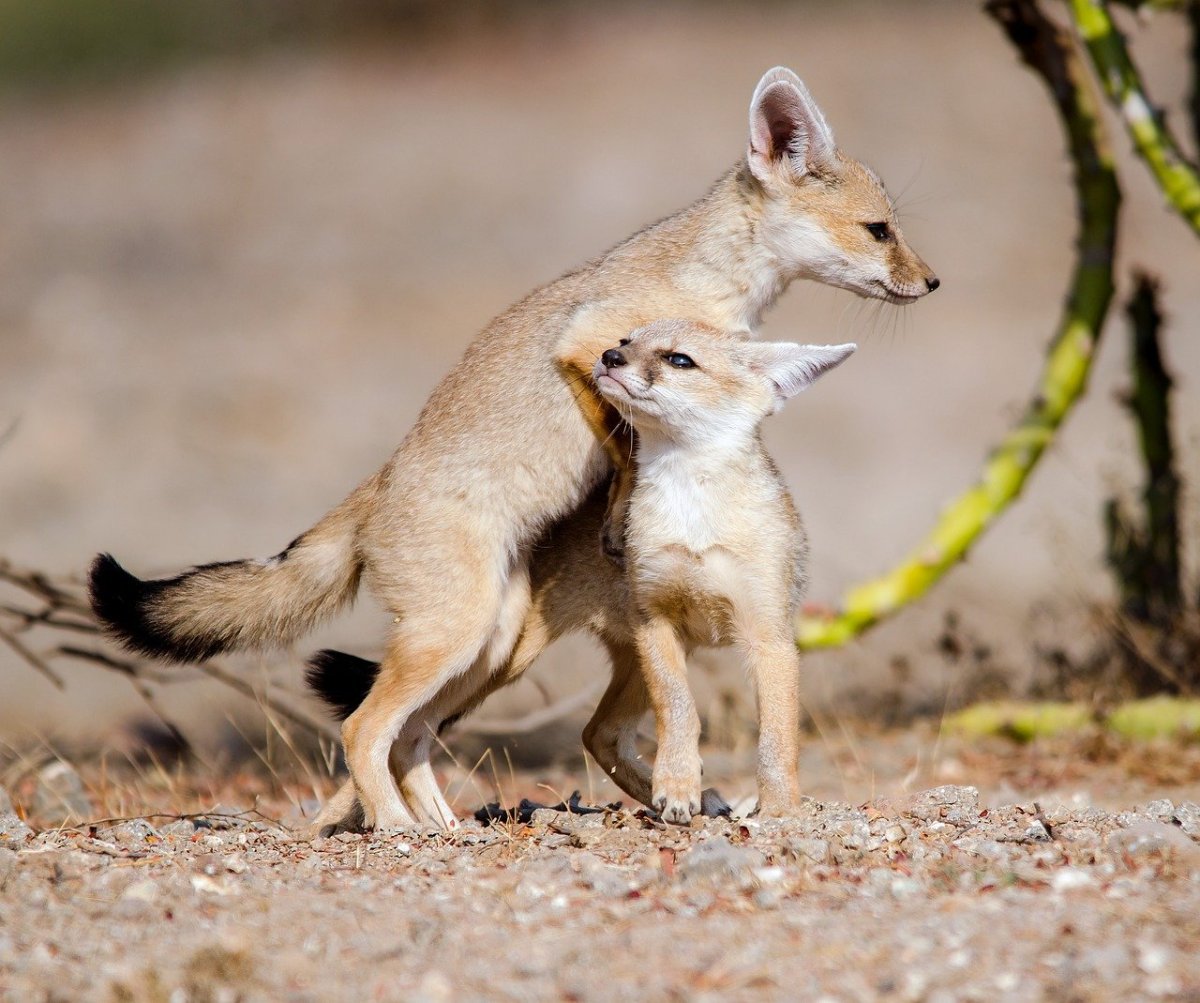 Пещерная лиса