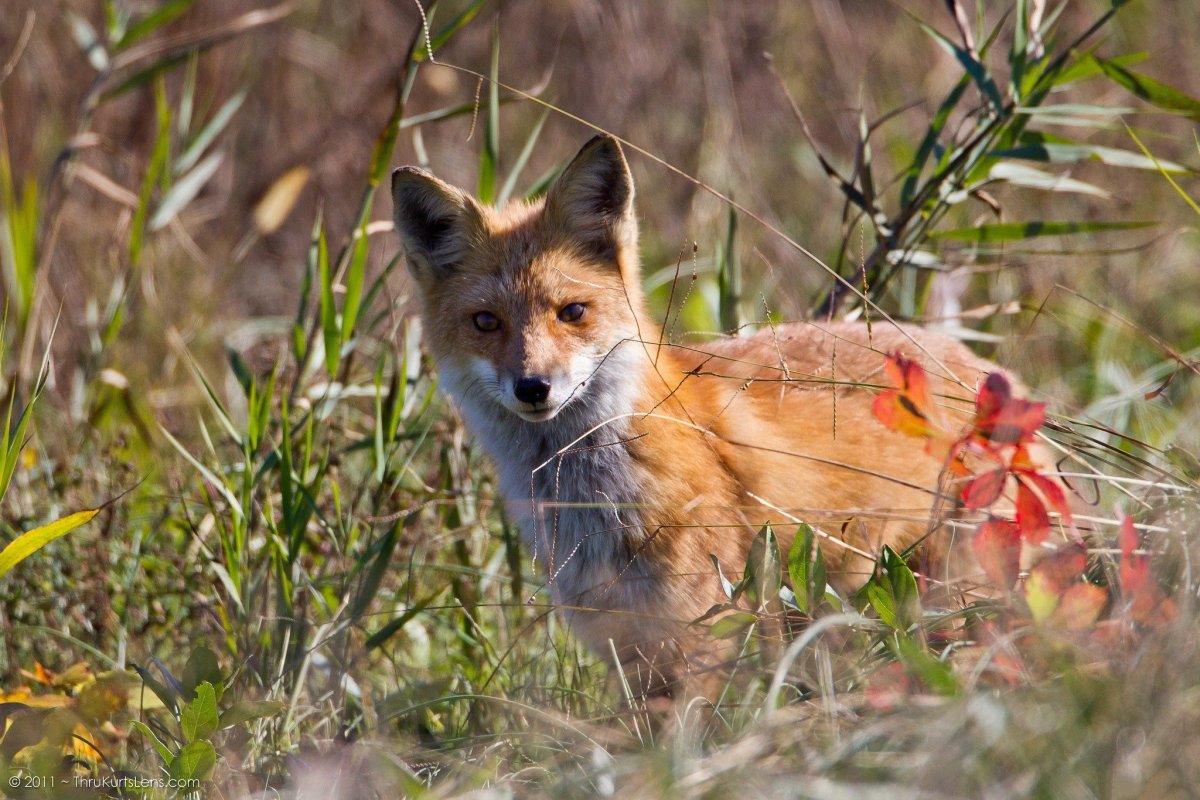 Кольцехвостый поссум
