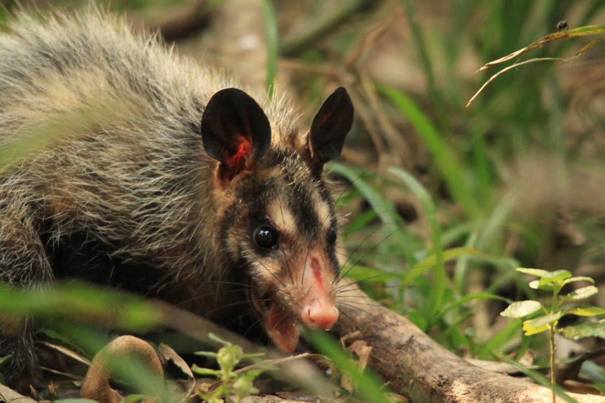 Тасманийский поссум