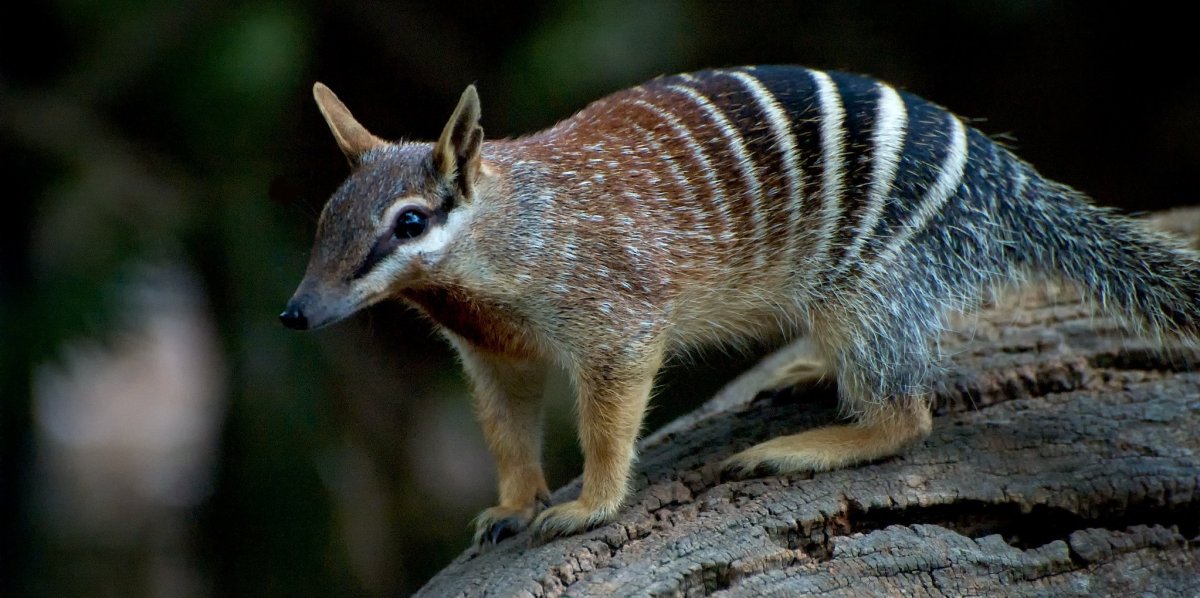 Муравьед намбат