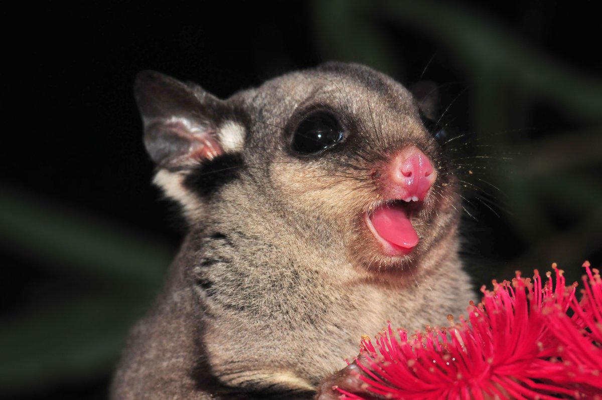 Лисята фото