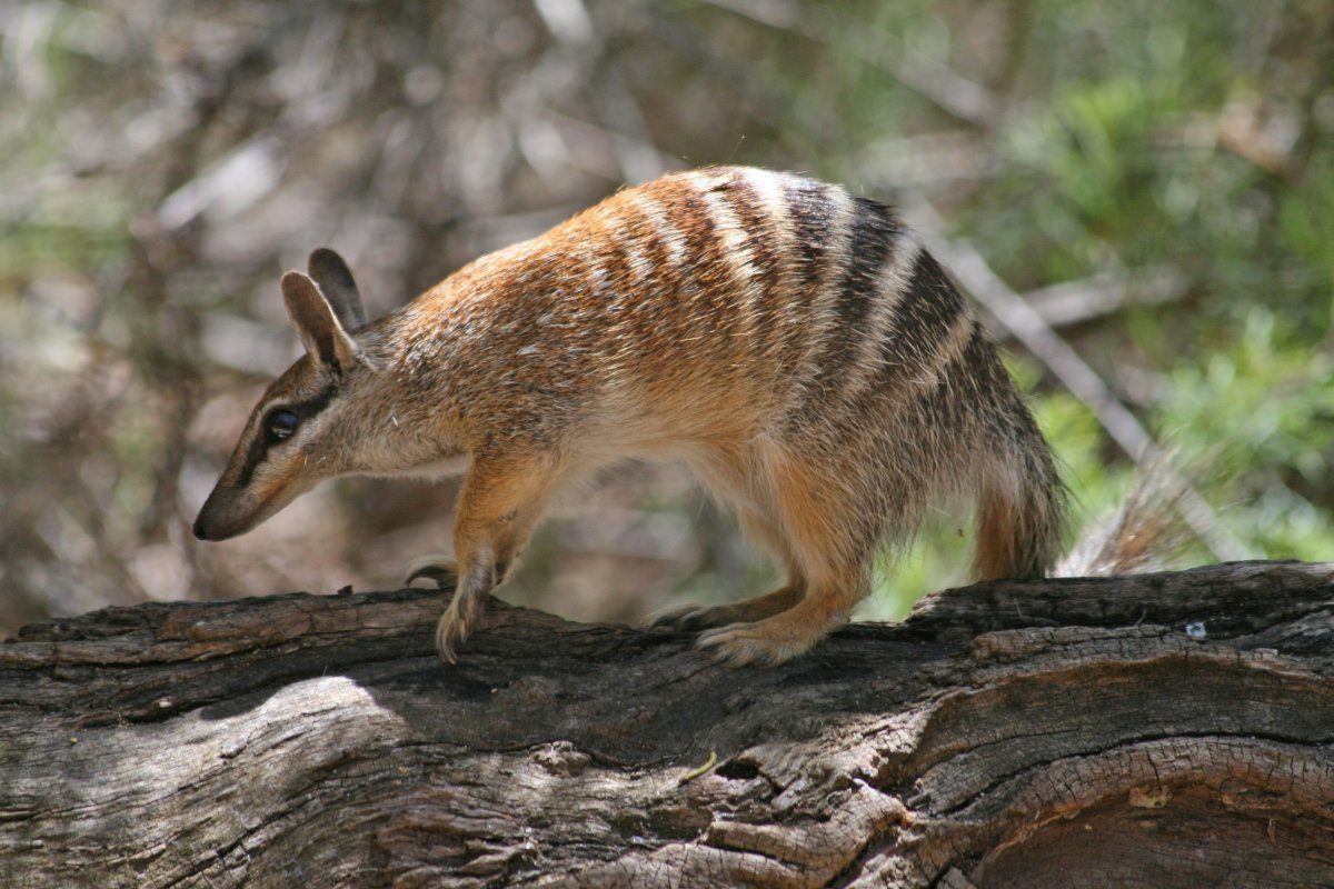 Сумчатый намбат хищник