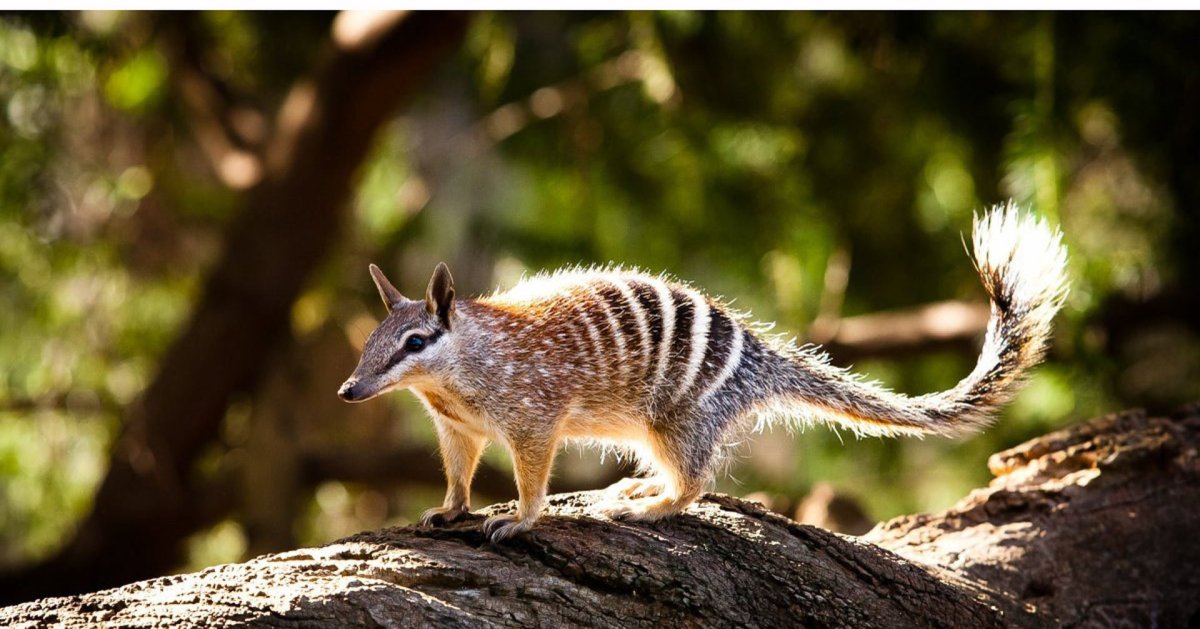 Сумчатые Австралия поссум