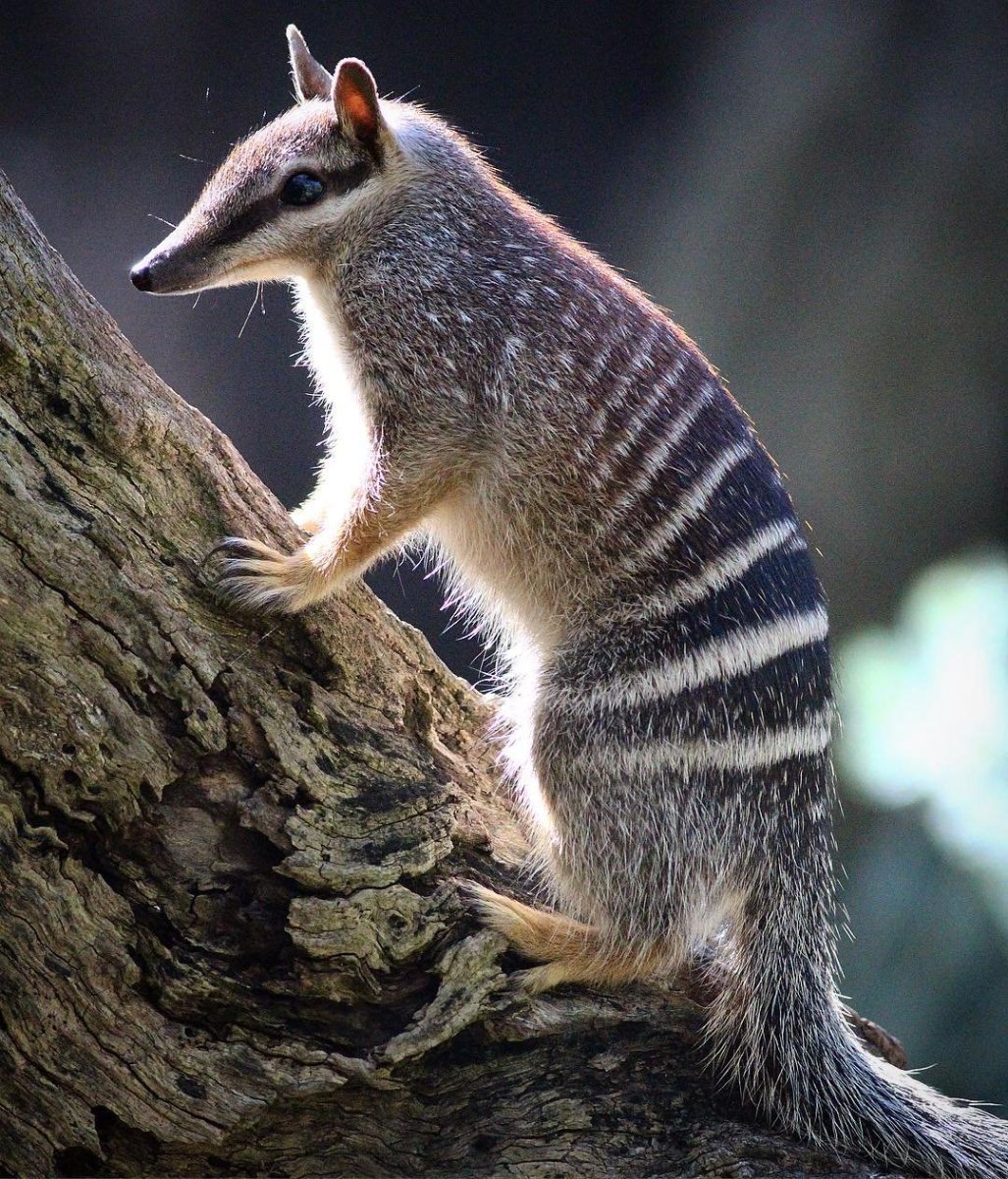 Лисовидный поссум