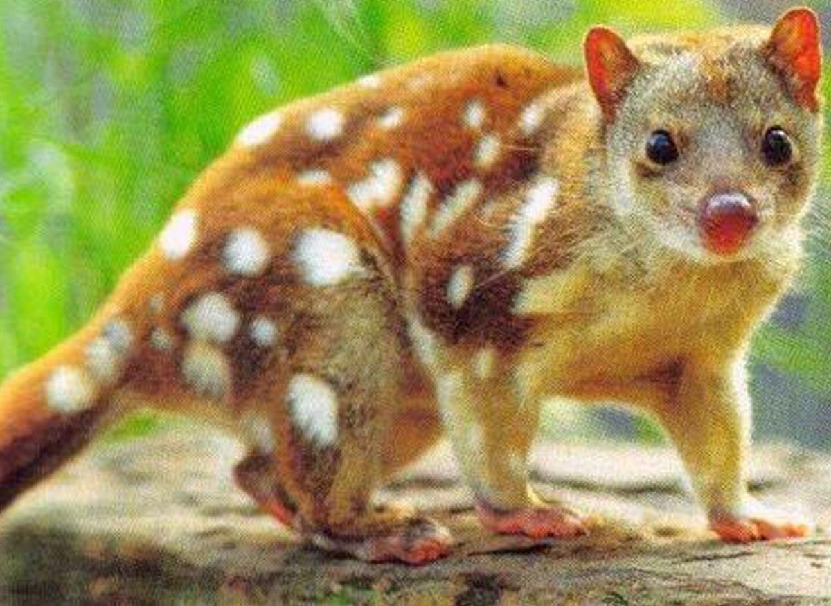 Полосатый намбат