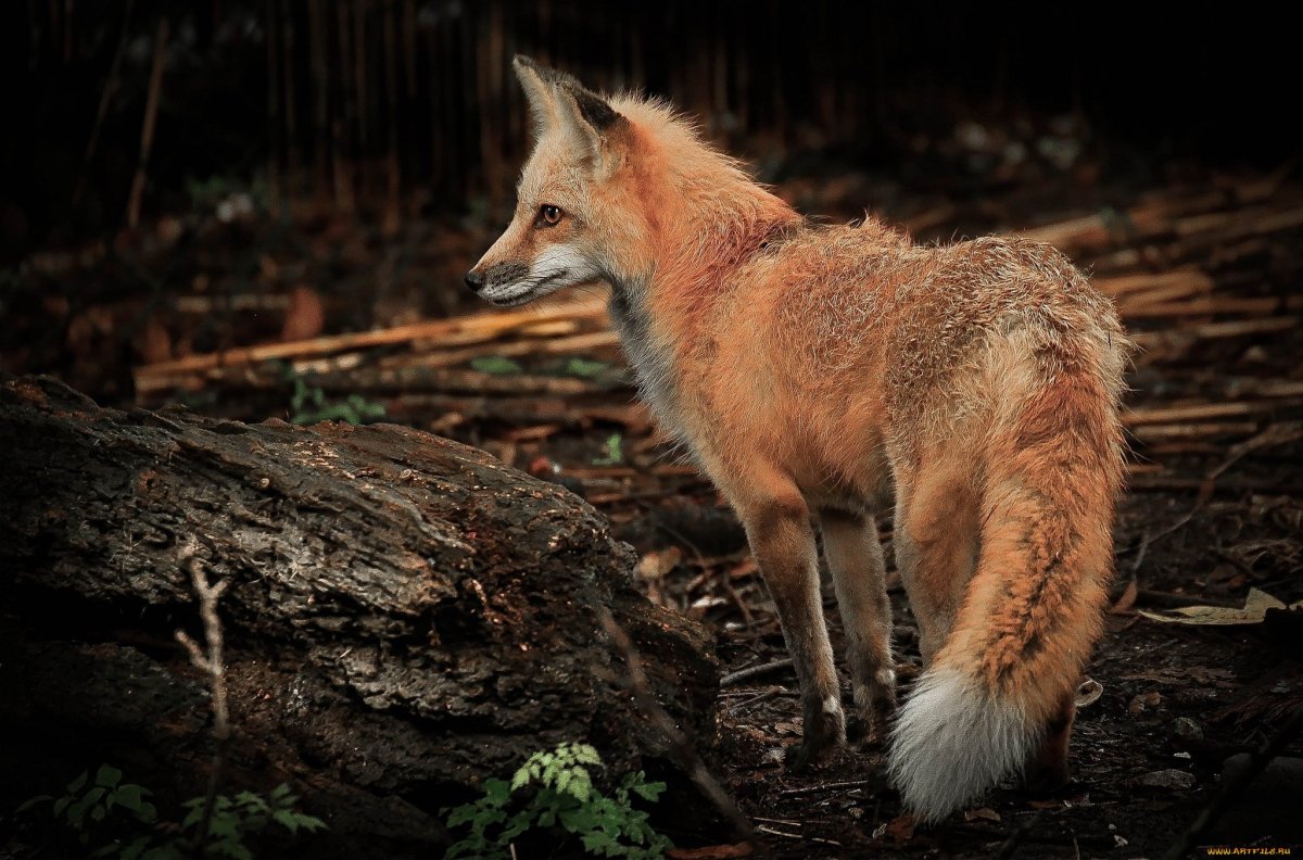Валлаби заяц