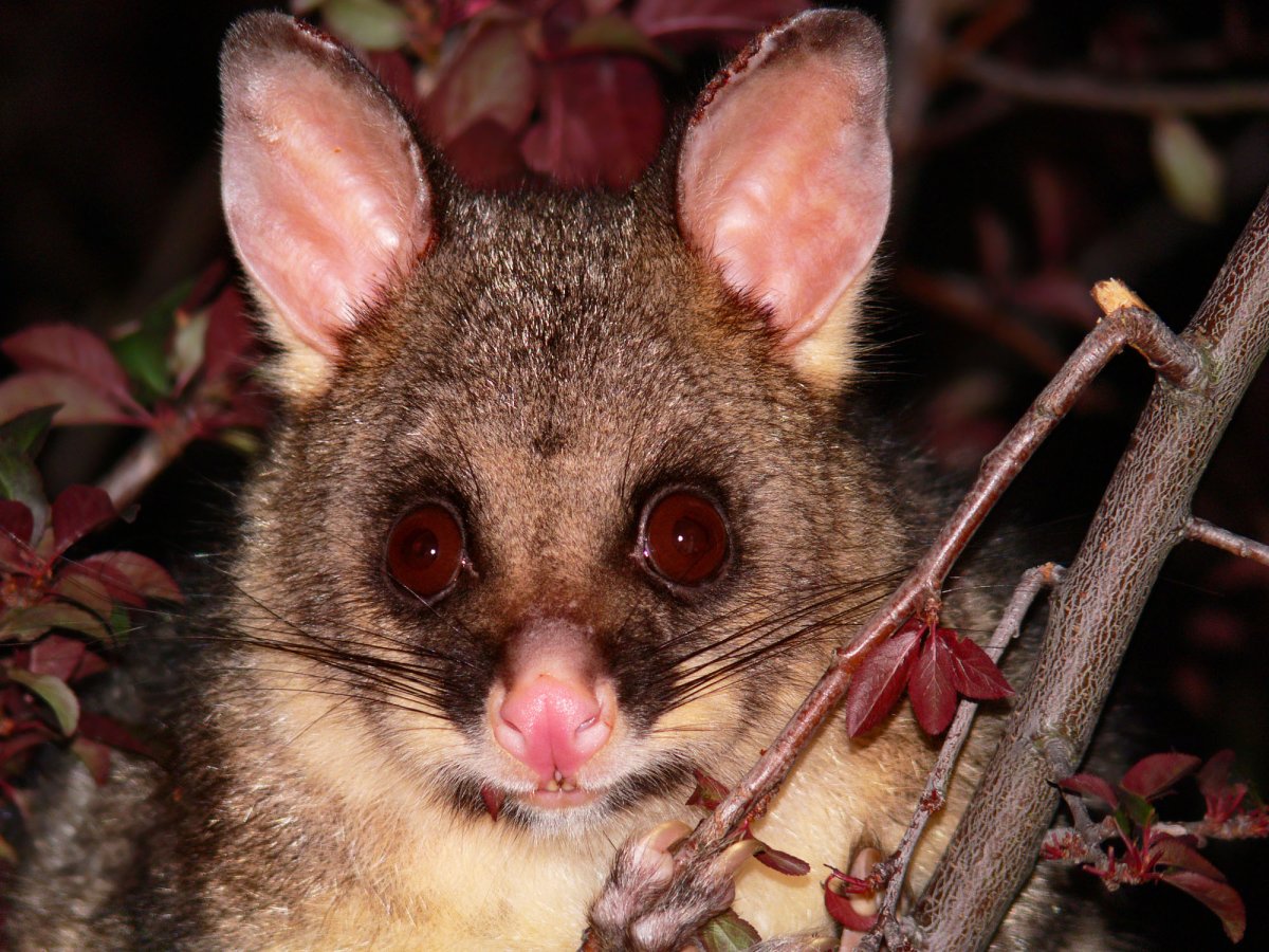 Сумчатая лиса