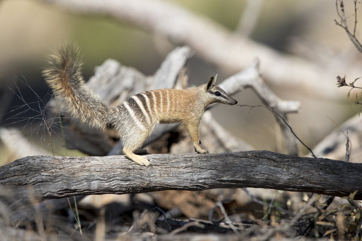 Древесный кенгуру