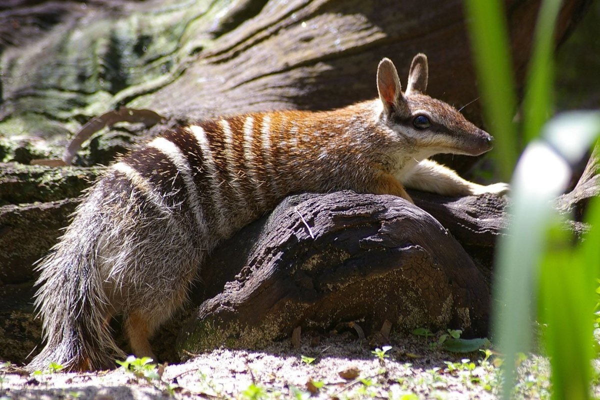 Тигровая кошка сумчатая куница