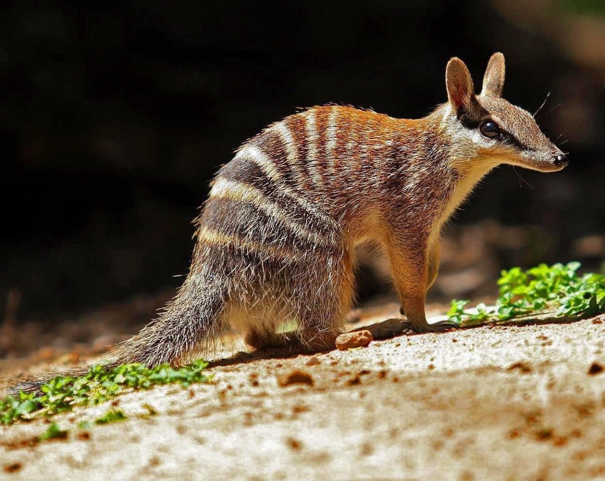 Лисовидный поссум