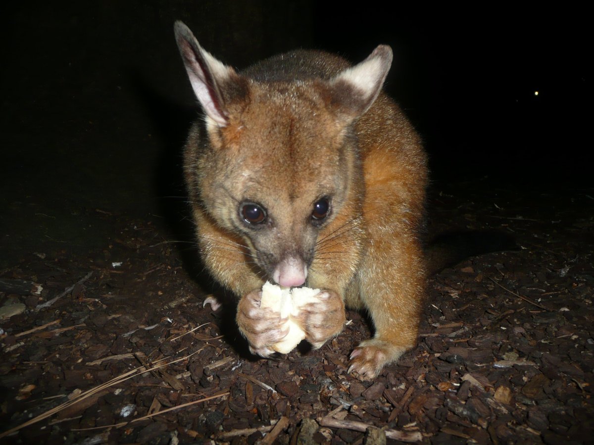 Золотистый щеткохвостый поссум