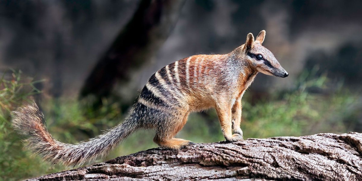 Сумчатый намбат