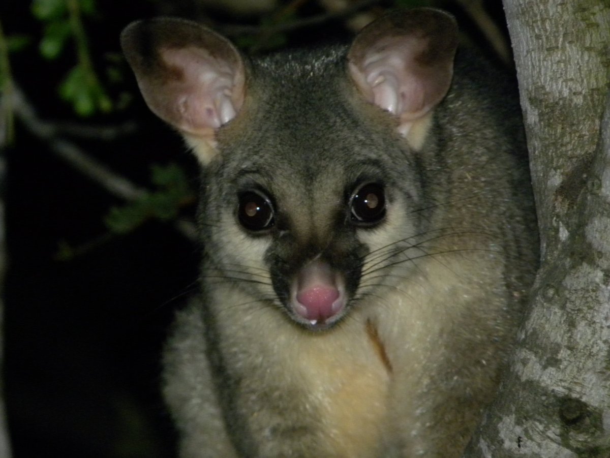 Виргинский опоссум