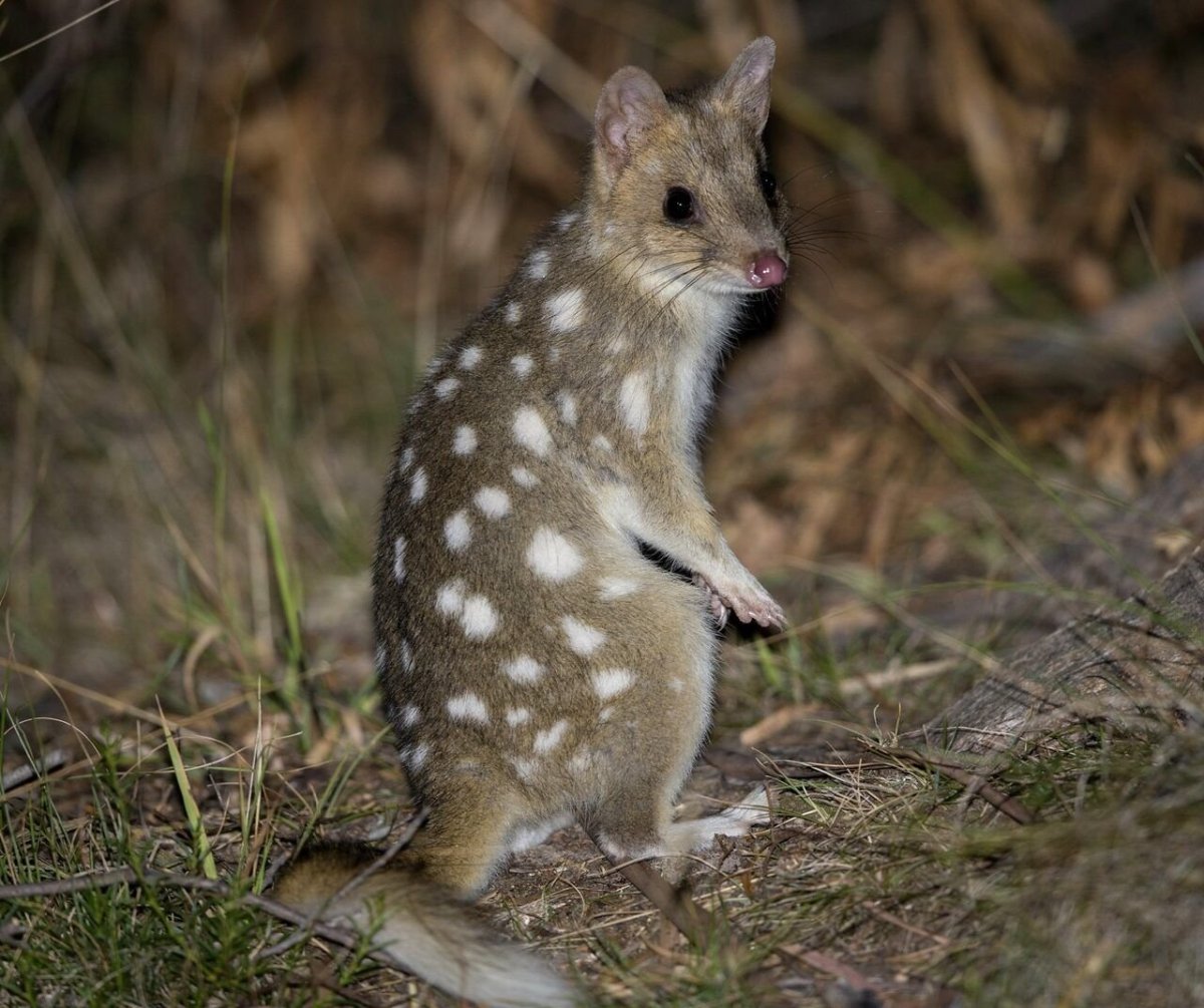 Лисий поссум кузу