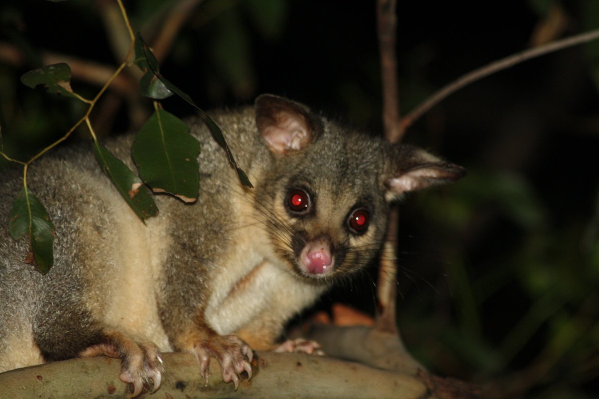 Лисий поссум кузу