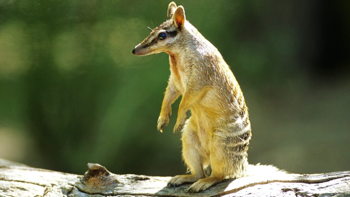 Кенгуренок валлаби