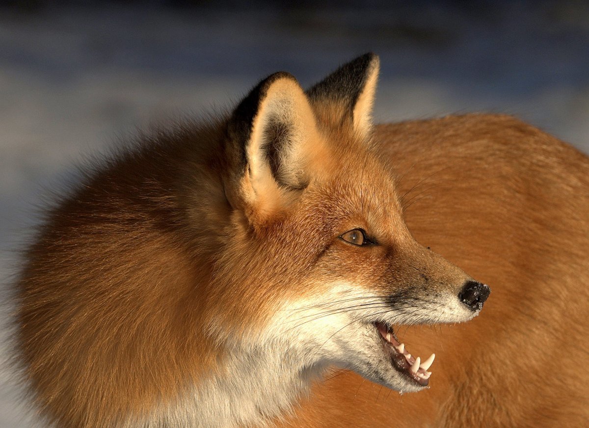 Наглая лиса