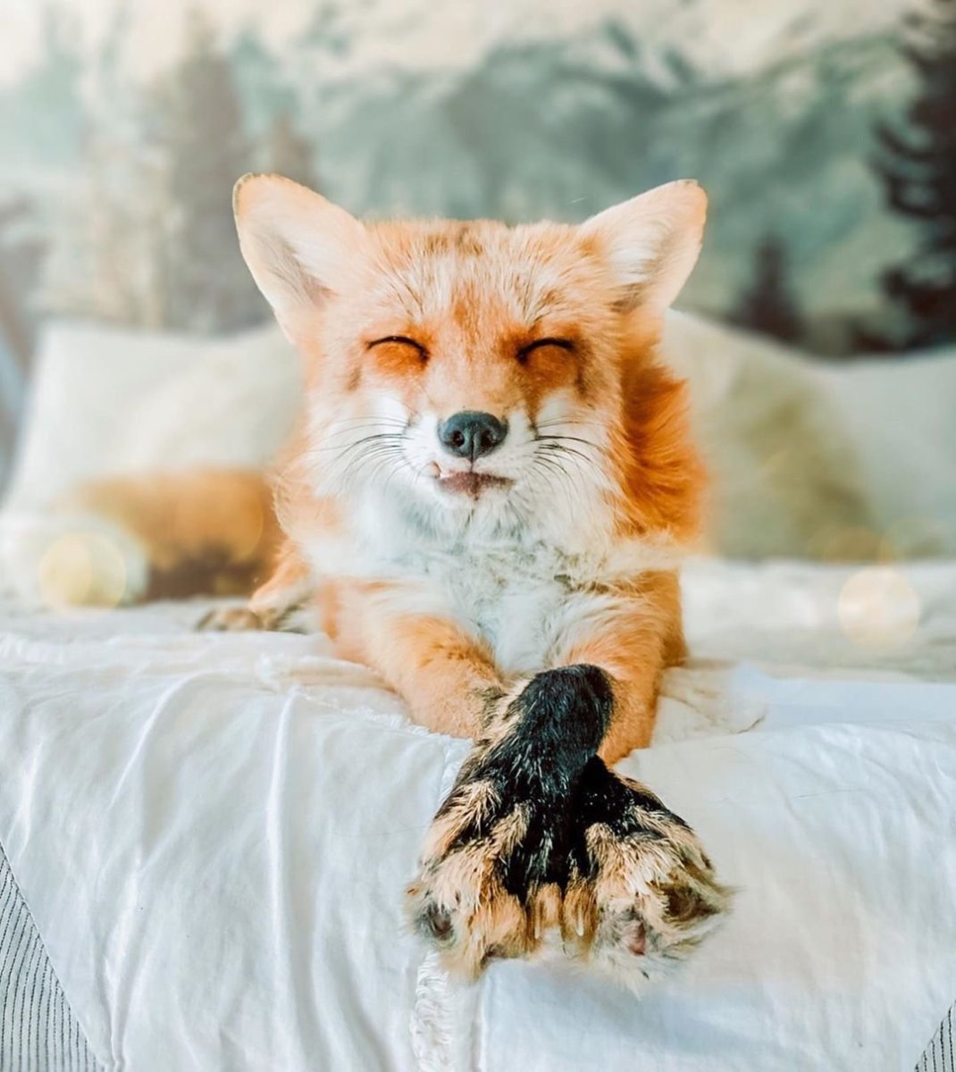 Радостная лиса