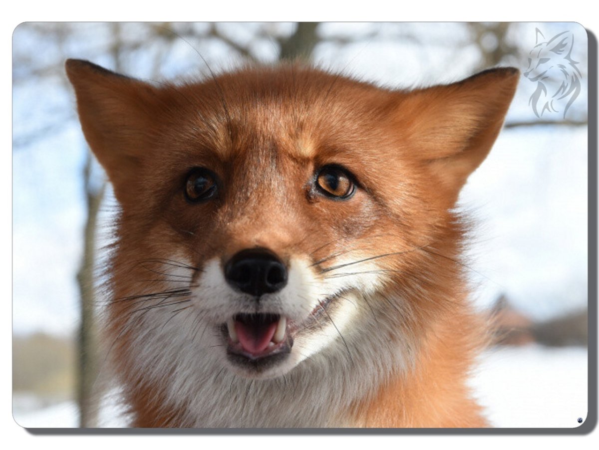 Сердитый Лисенок