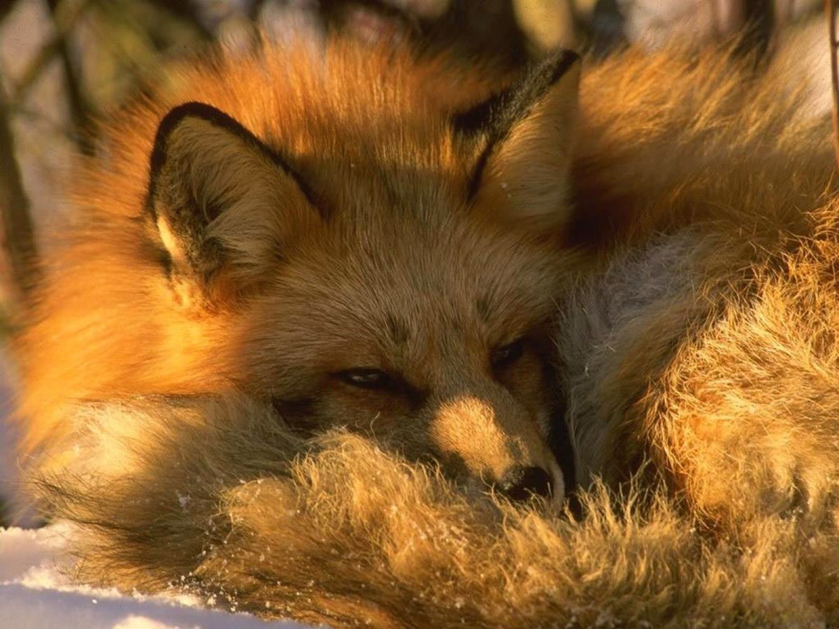 Грустный Лисенок