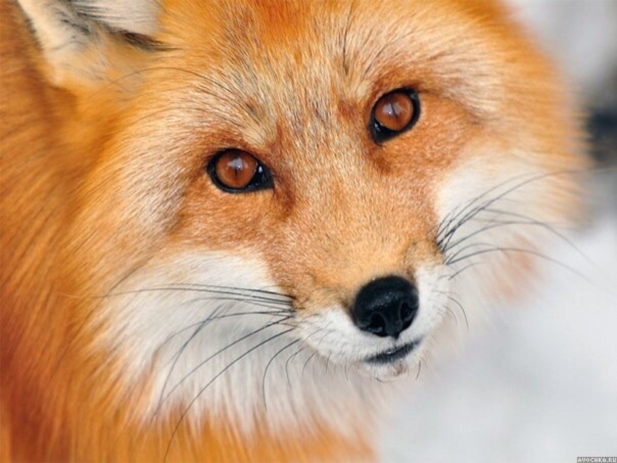 Лицо лисы