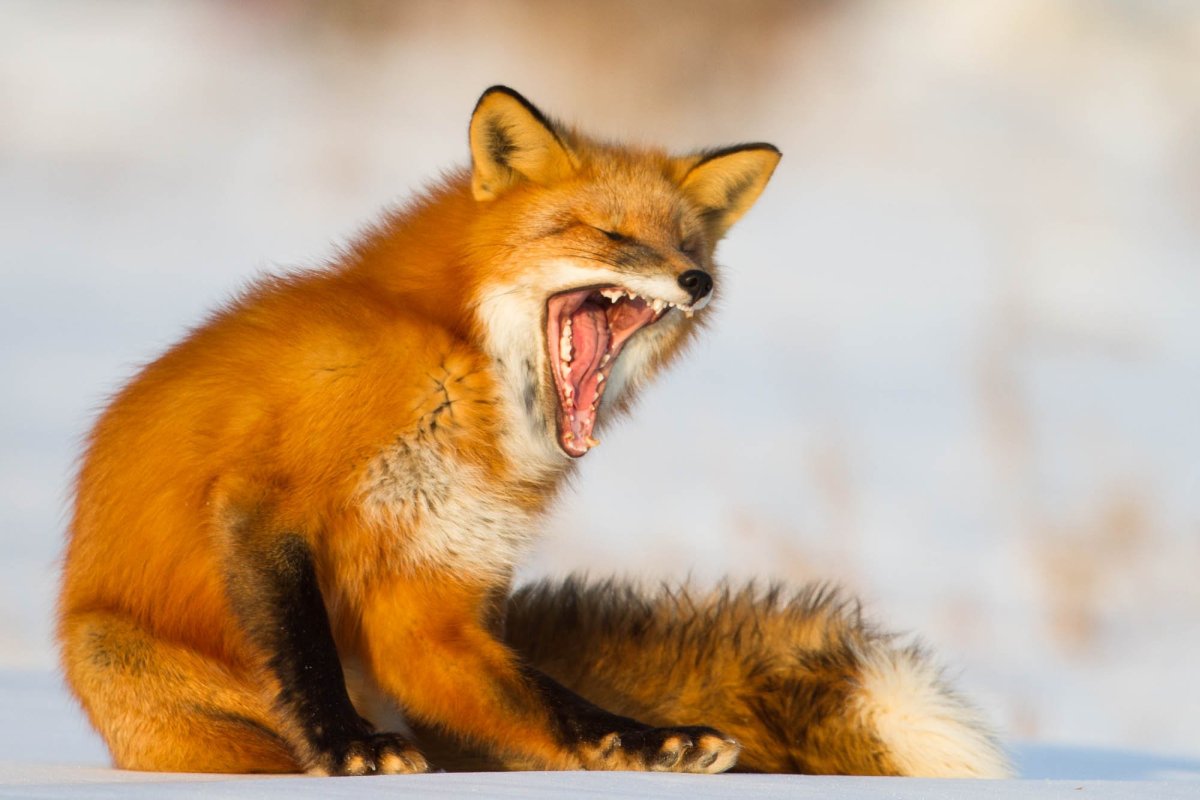 Лиса зевает