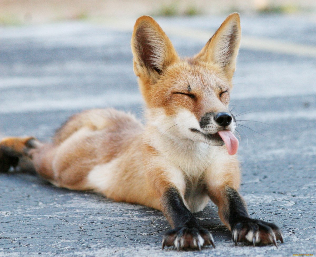 Лисичка Патрикеевна Полярная