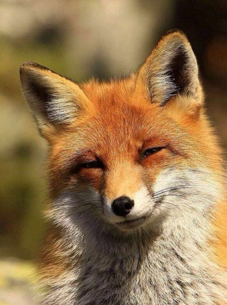 Хитрые лисы