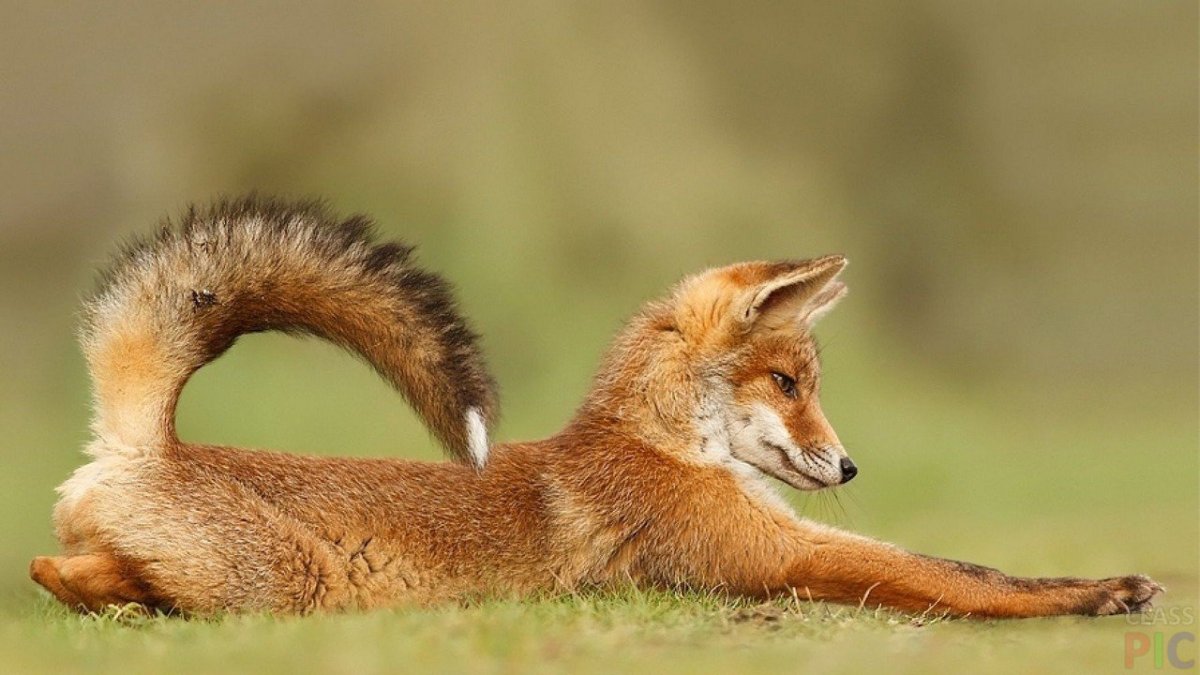 Лиса потягивается