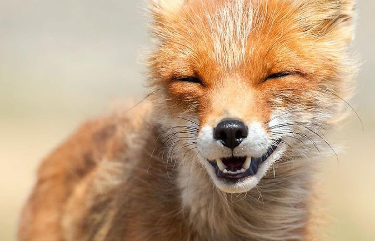 Лиса улыбается