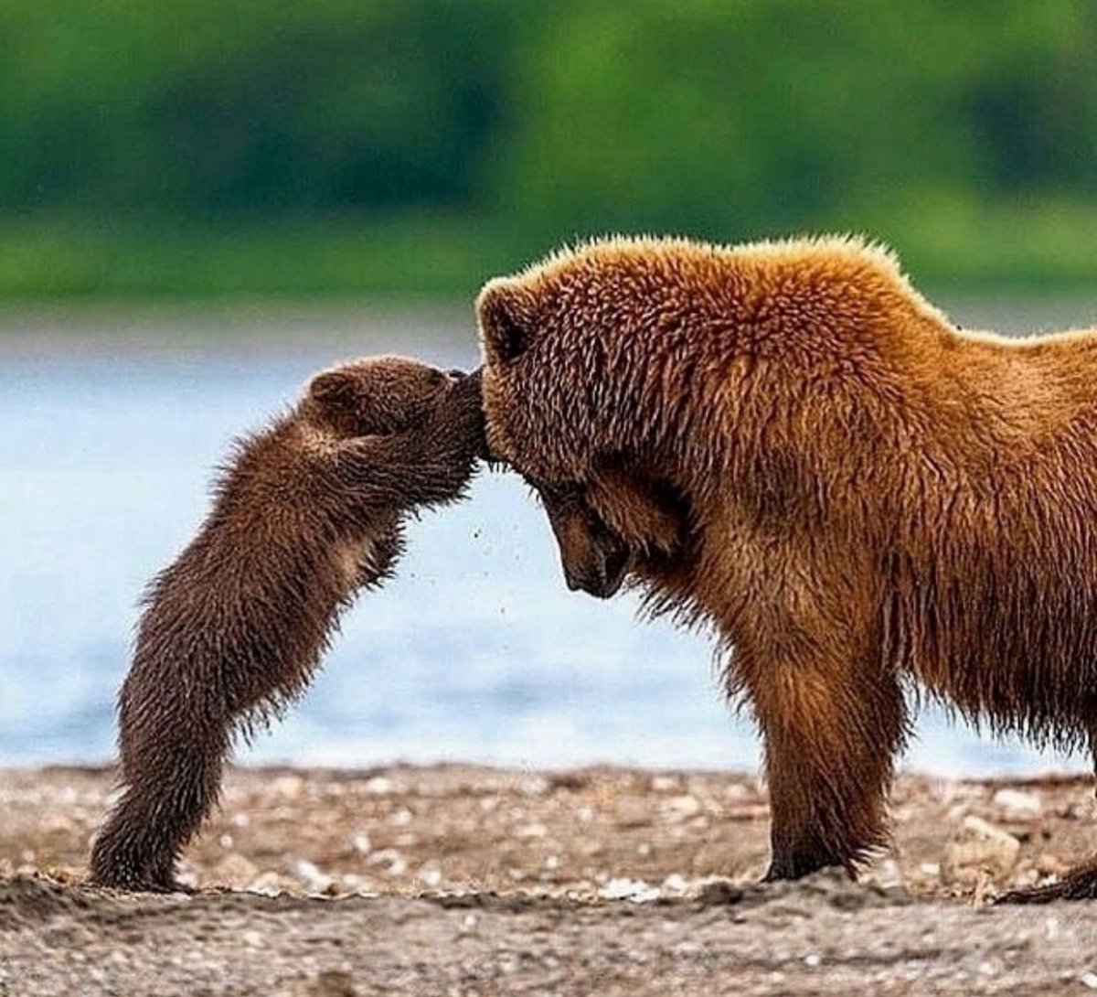 Медведь облизывается