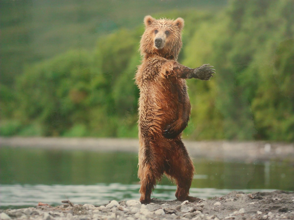 Голодный медведь