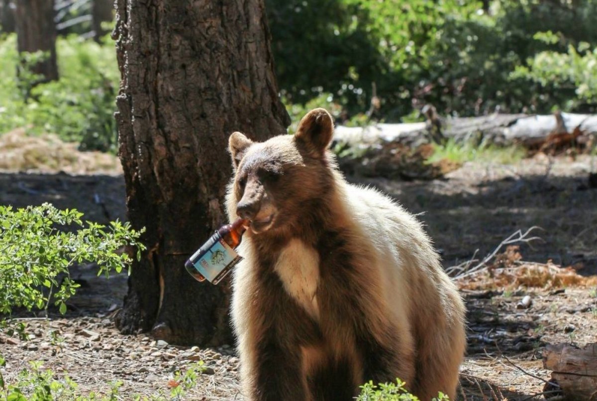Смешной медведь на Камчатке