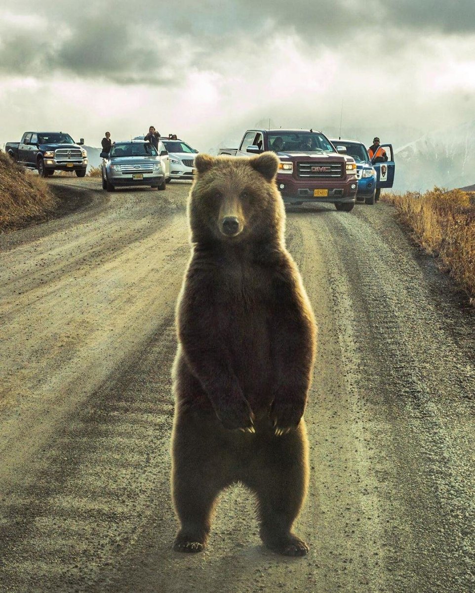 Забавные белые медведи