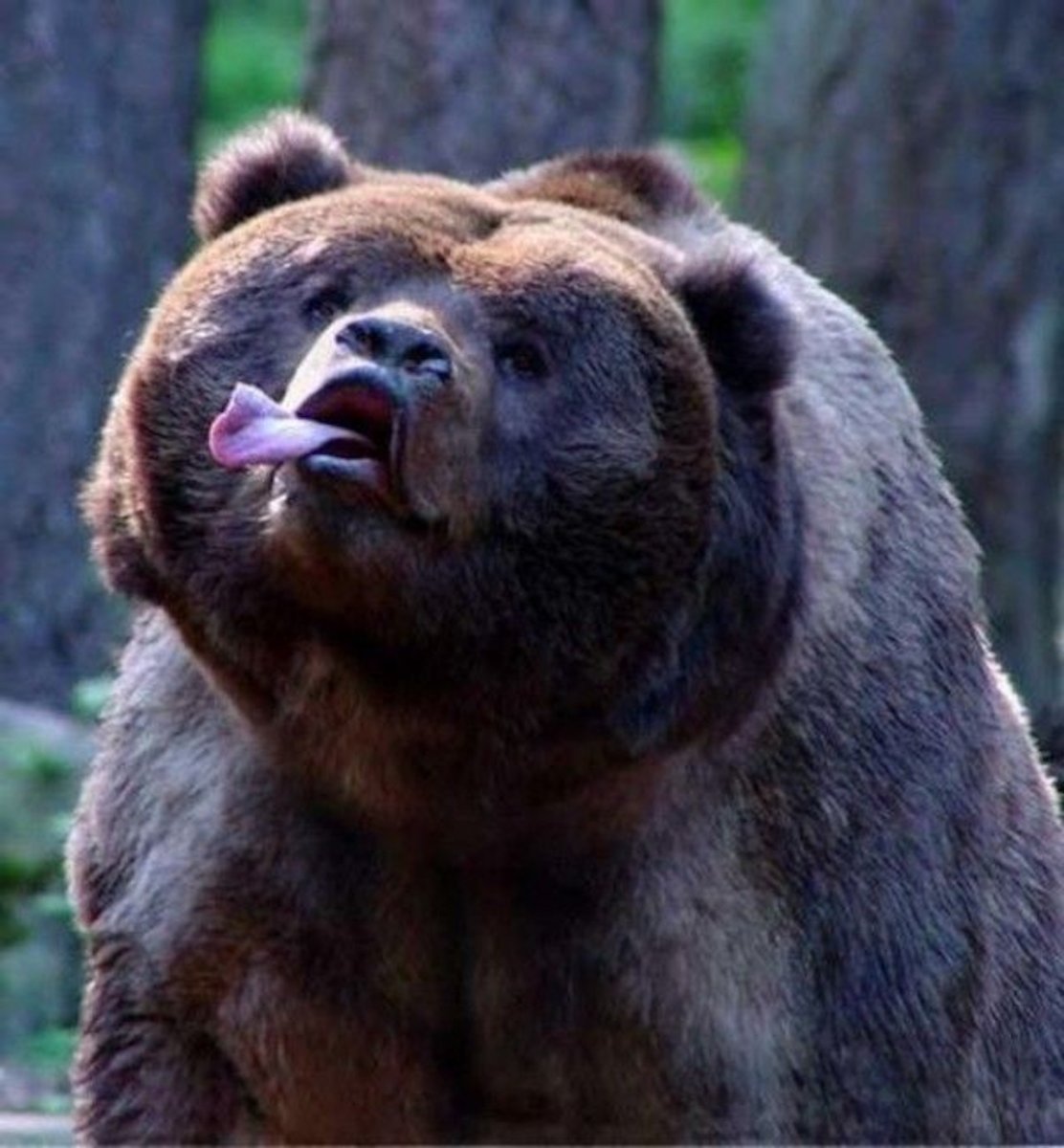 Serious Bear